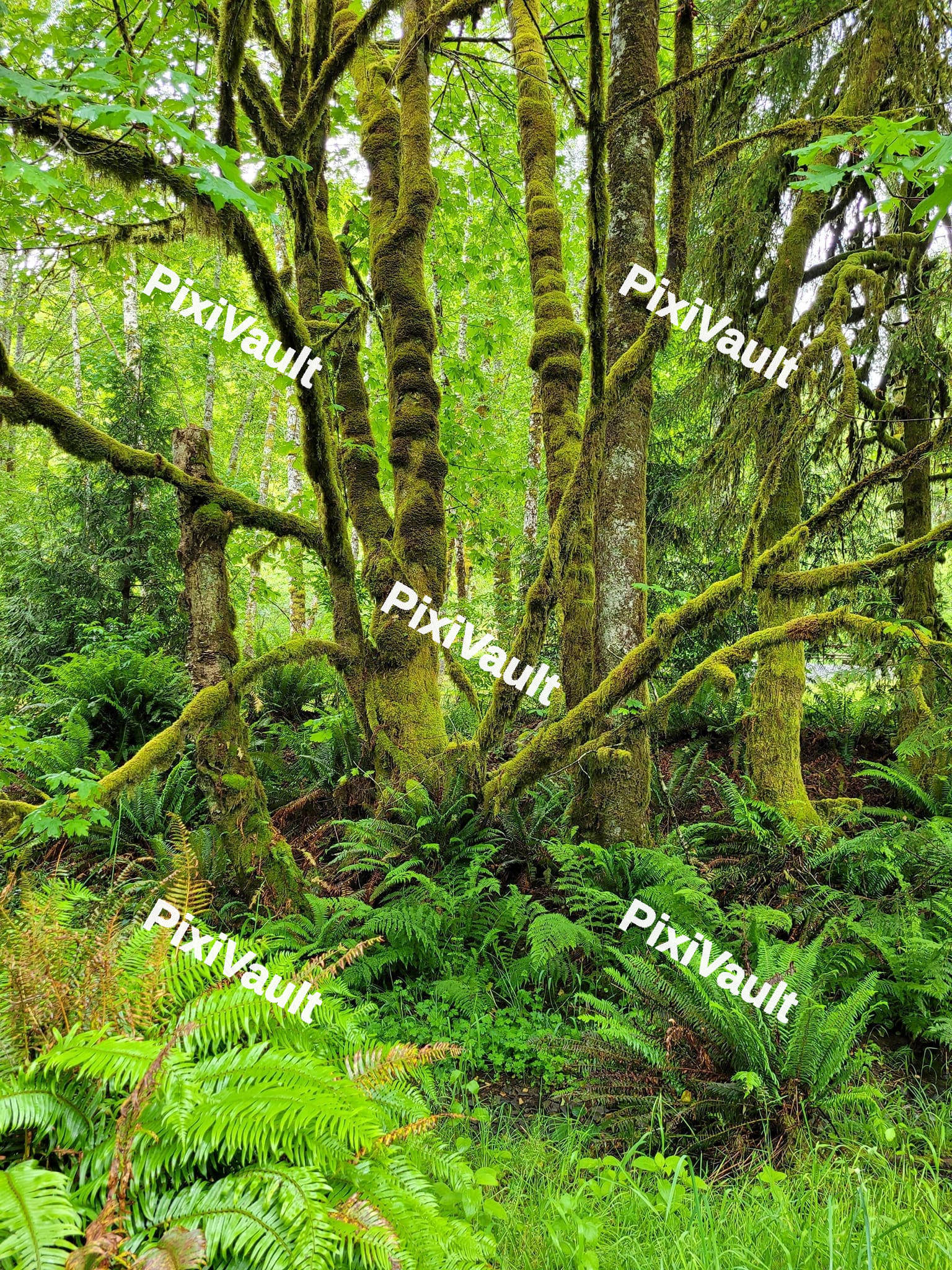 Forest